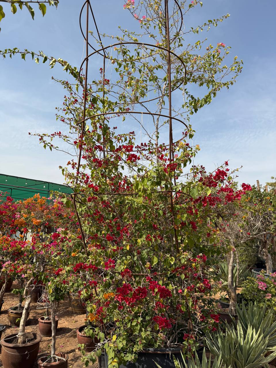 Bougainvillea