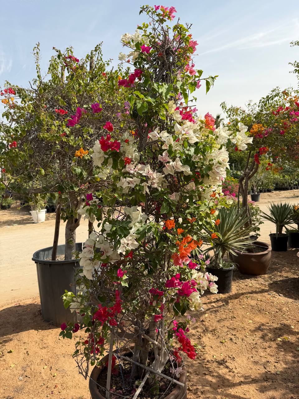Bougainvillea