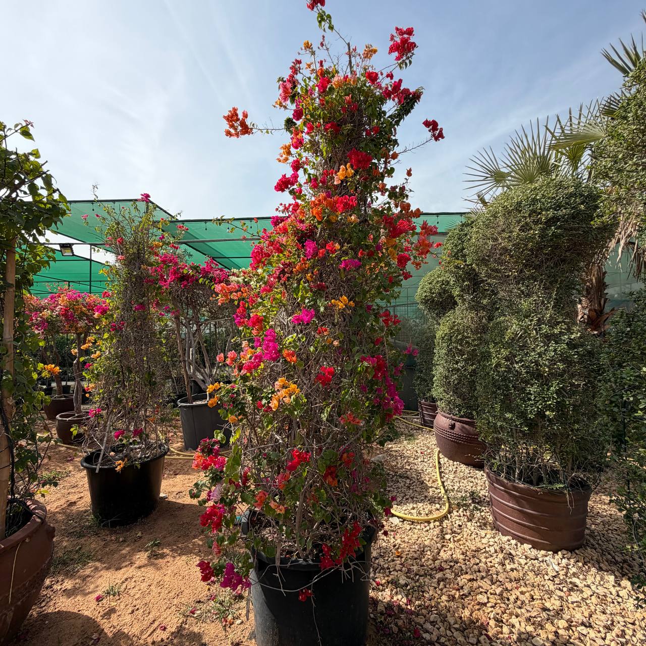 Bougainvillea