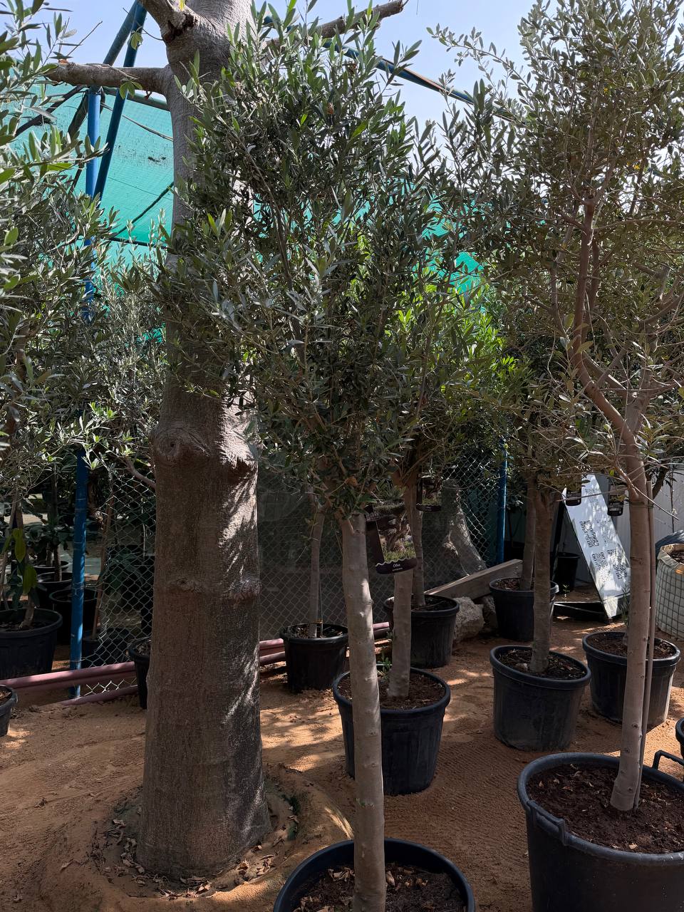 Olive Tree