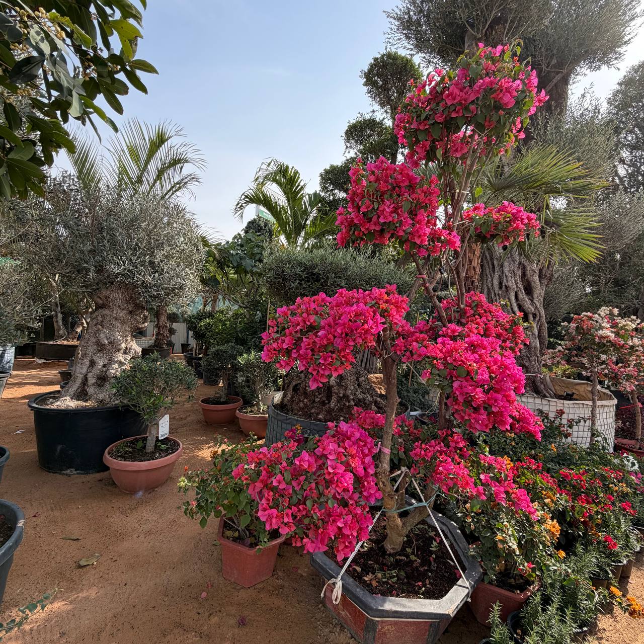 Bougainvillea