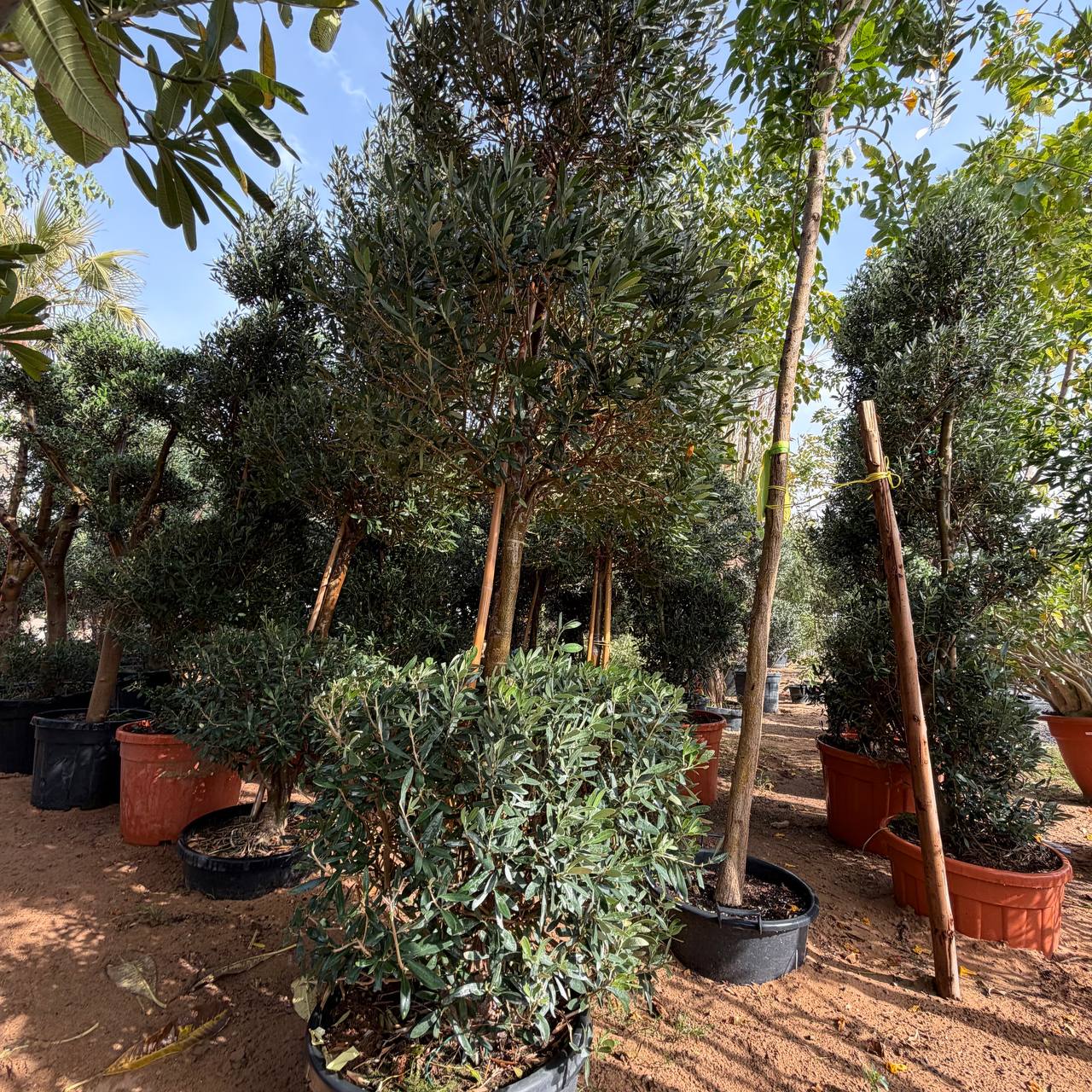 Olive Tree