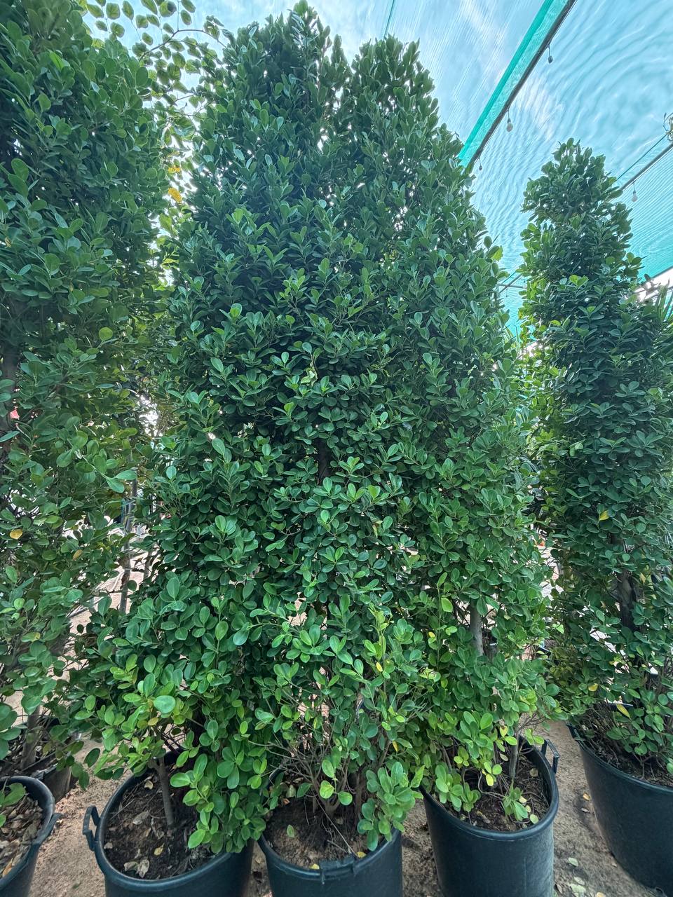 Ficus panda