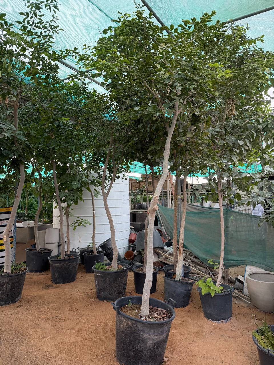 Pongamia Tree