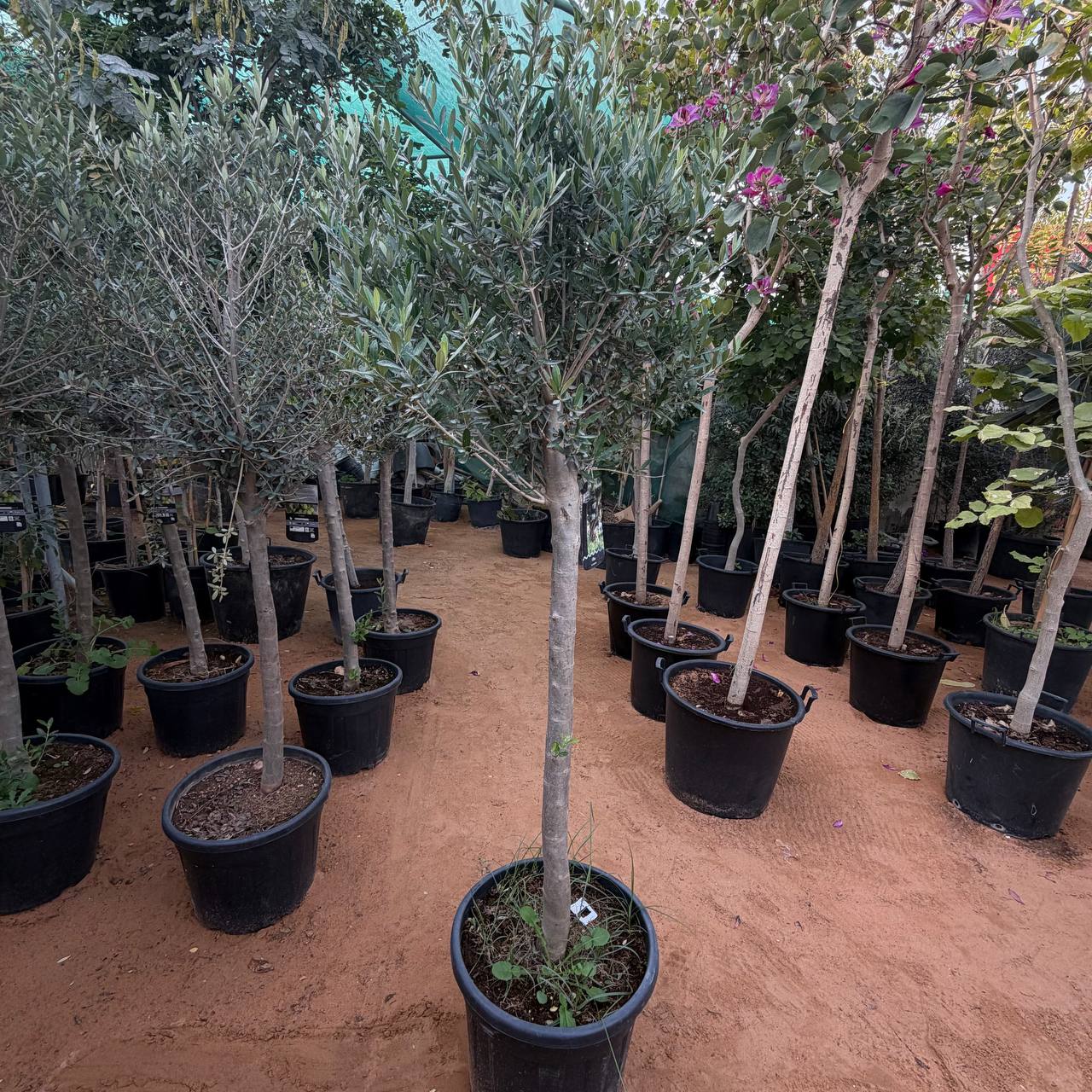 Olive Tree