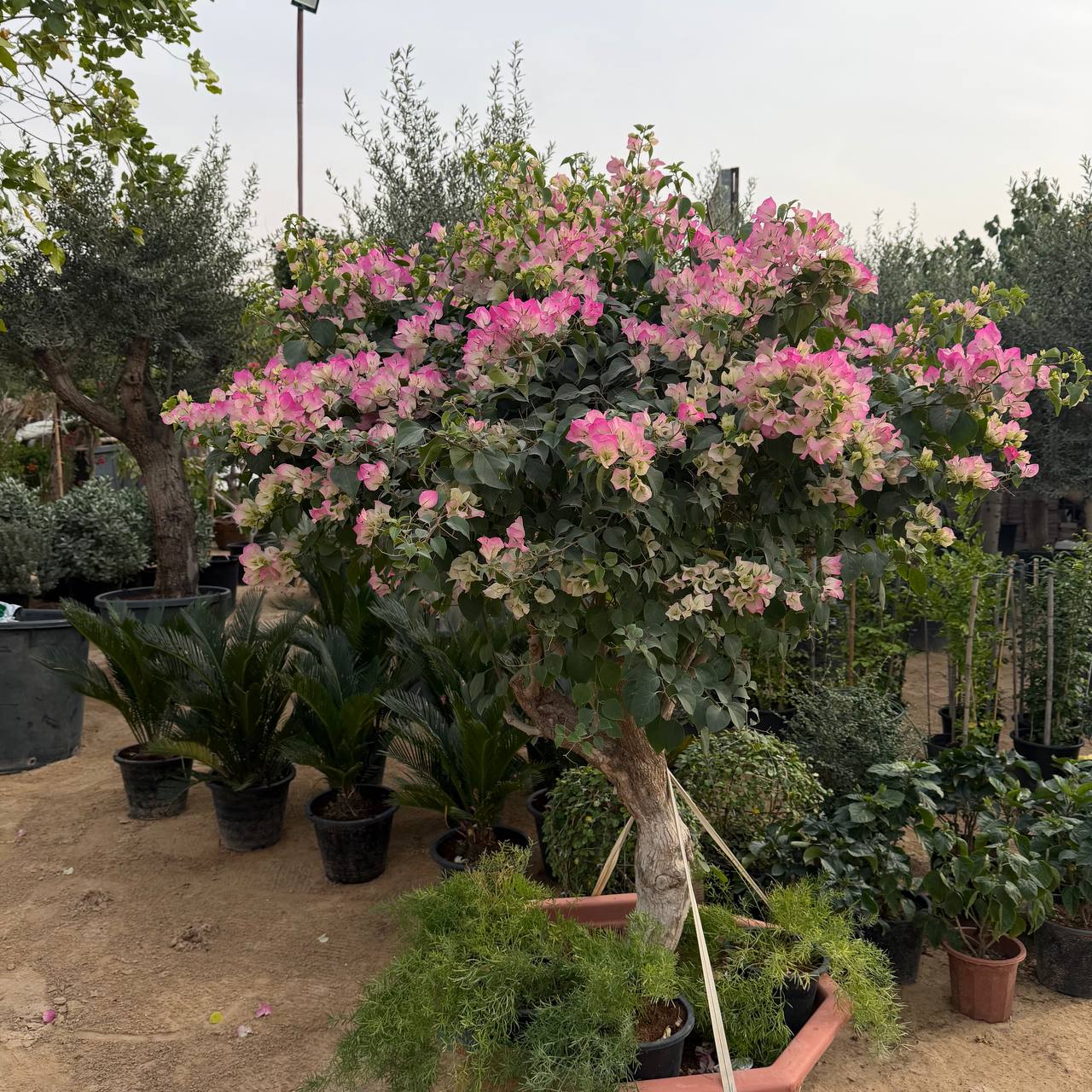 Bougainvillea