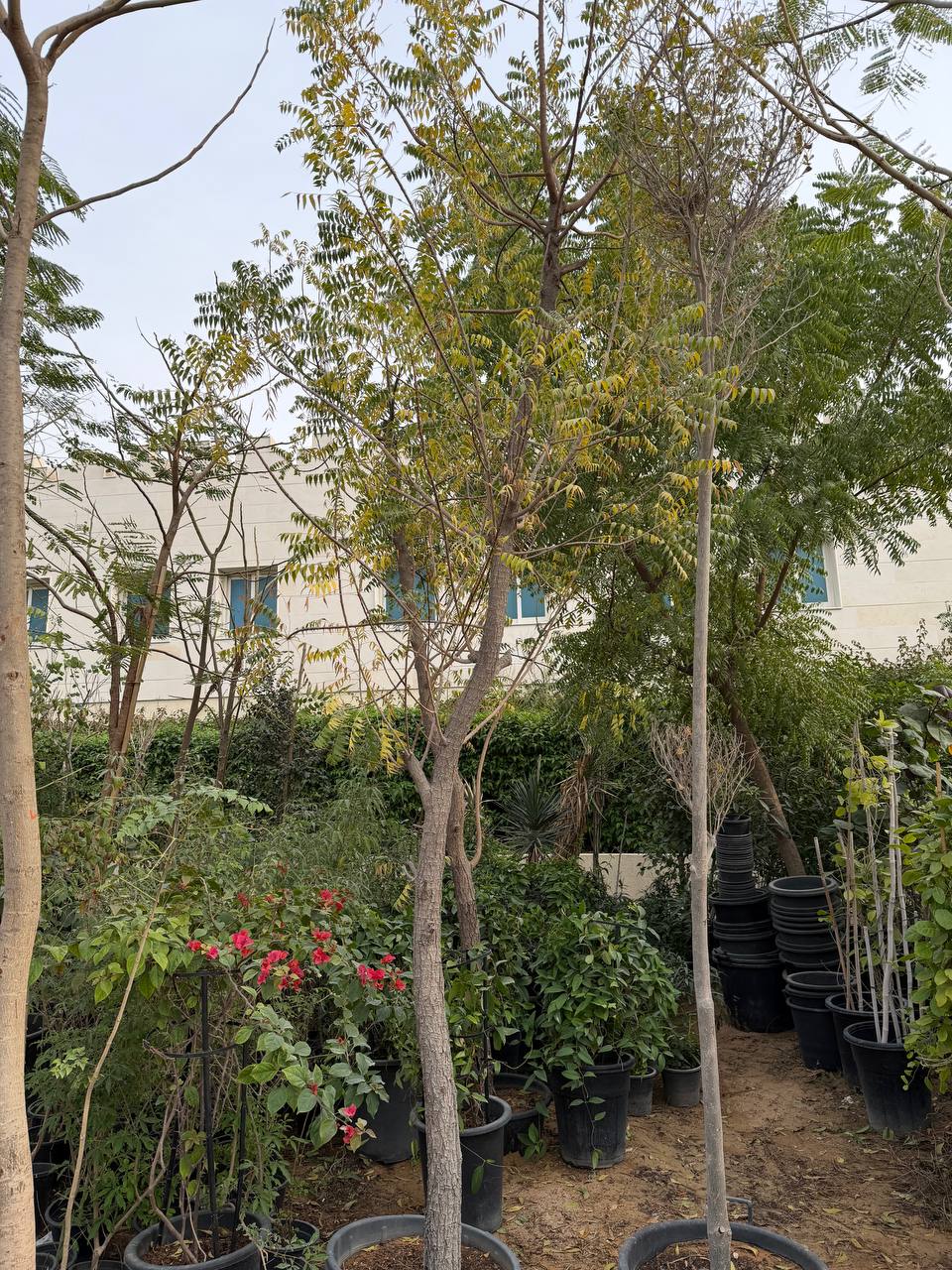 Neem tree