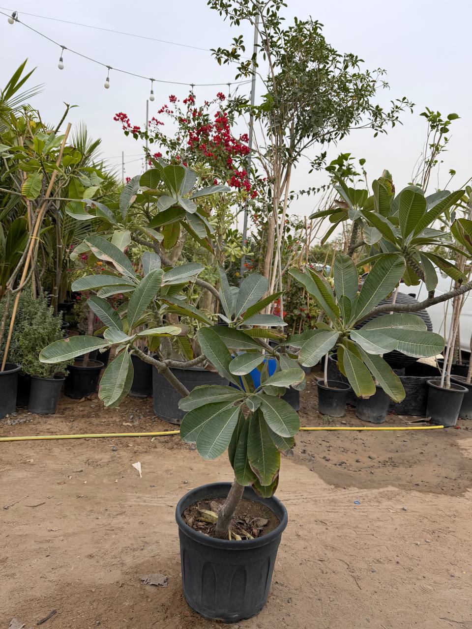 Small Plumeria Tree