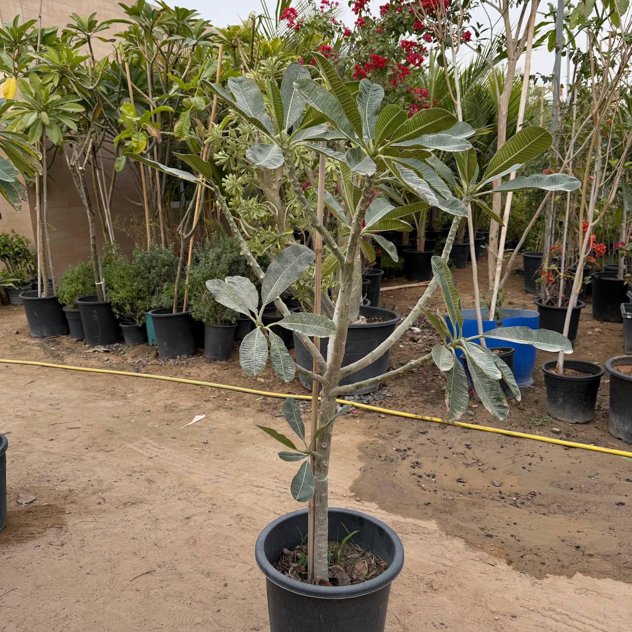 Small Plumeria Tree