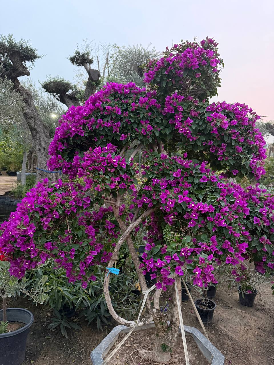 Bougainvillea