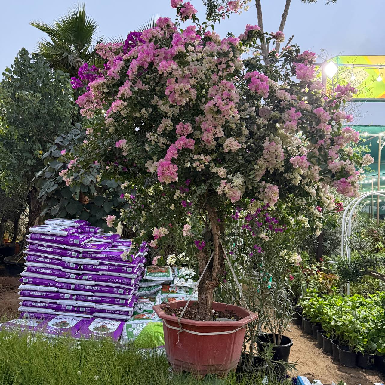 Bougainvillea