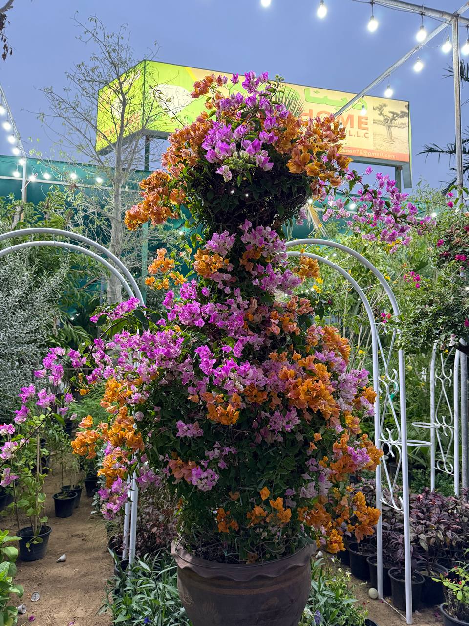 Bougainvillea