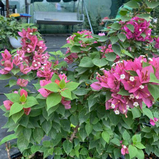 Bougainvillea bush