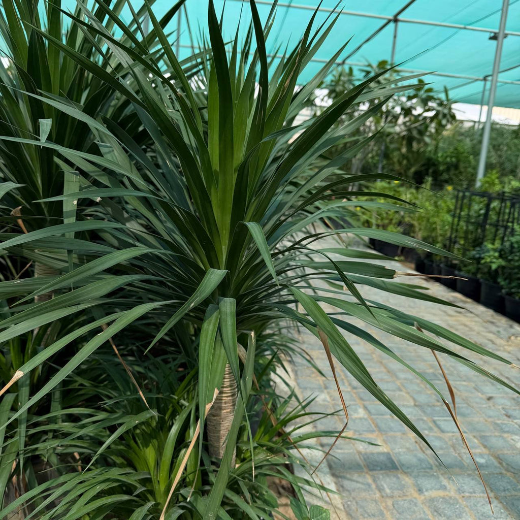 Dracena Draco