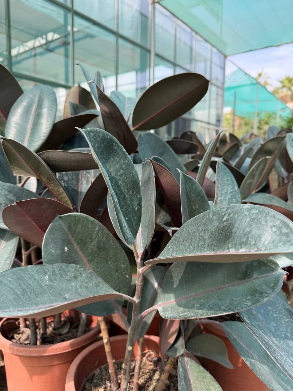 Rubber Plant
