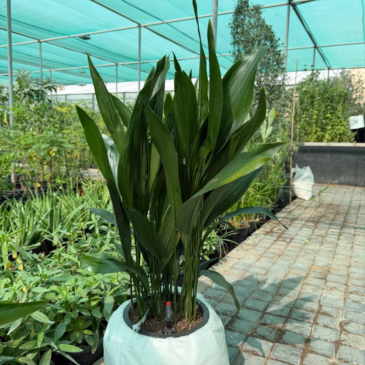 Cast Iron Plant