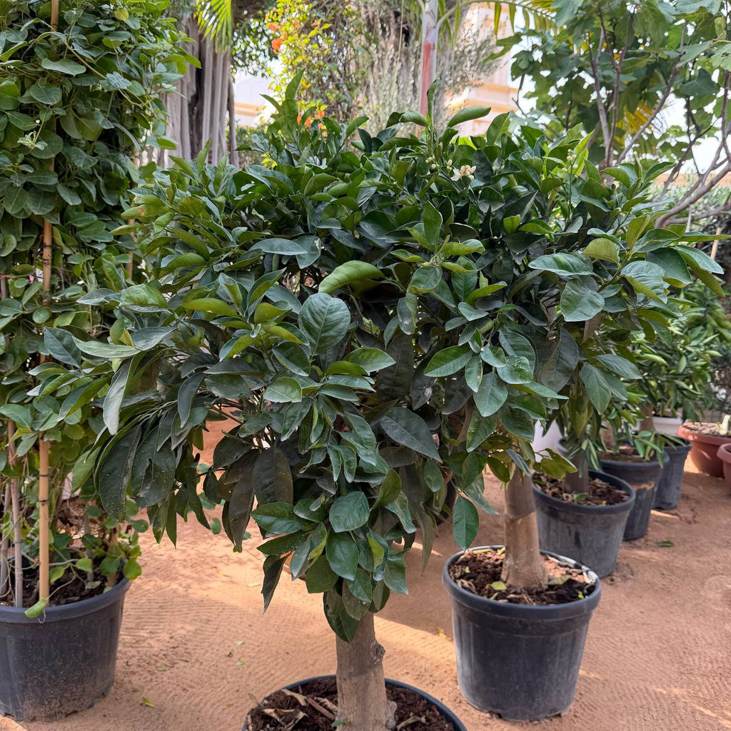 Lemon tree
