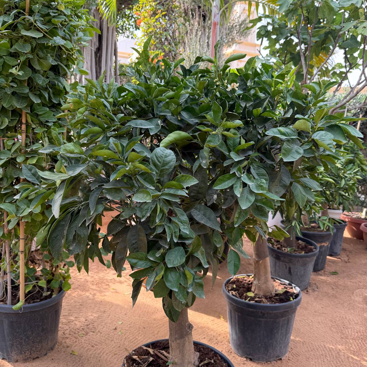 Lemon tree