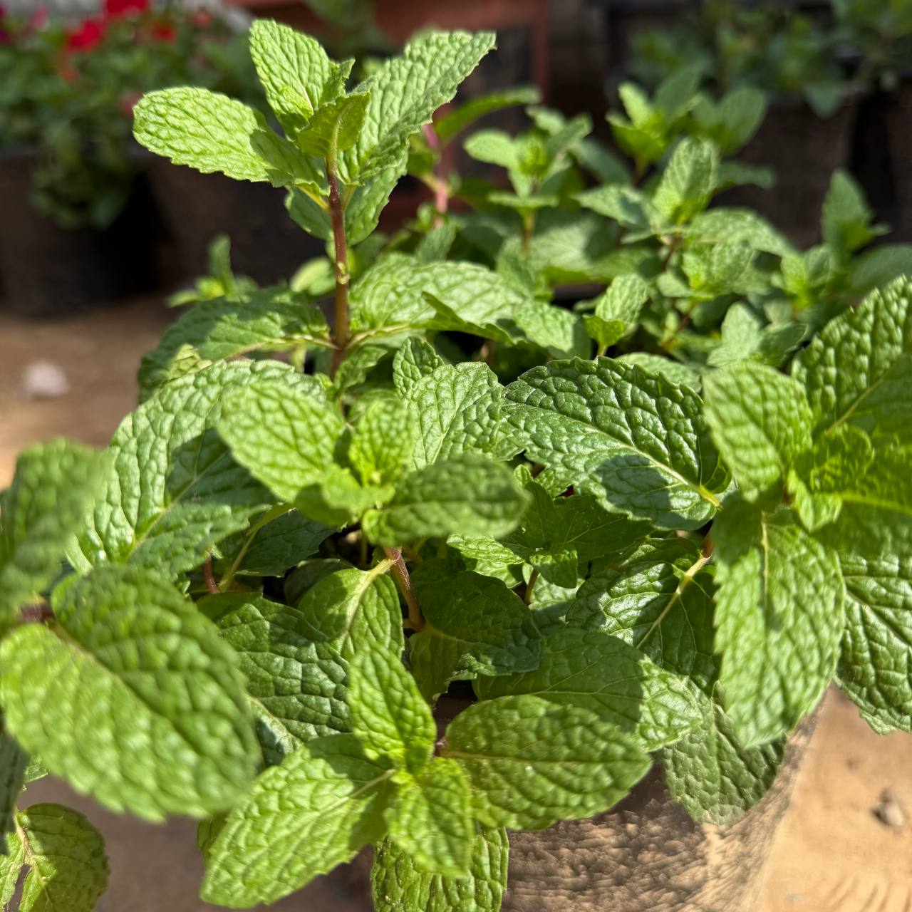 Mint