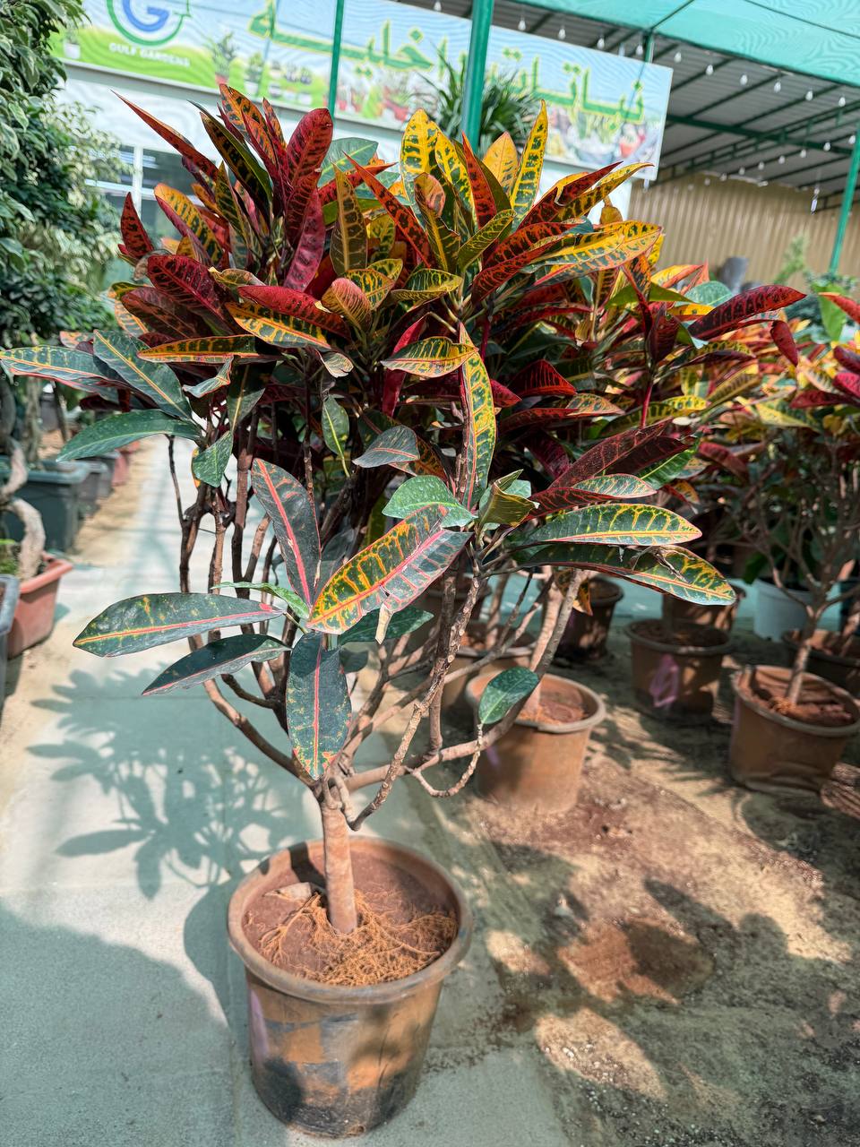 Croton