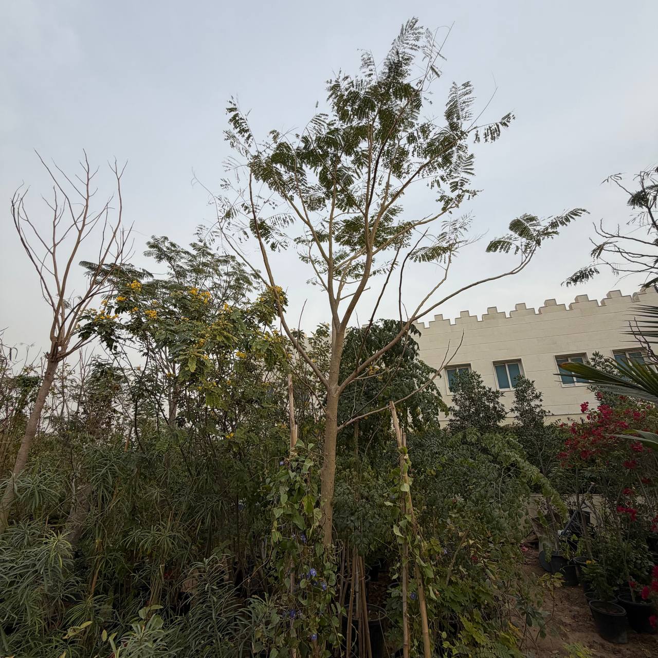 Flem tree