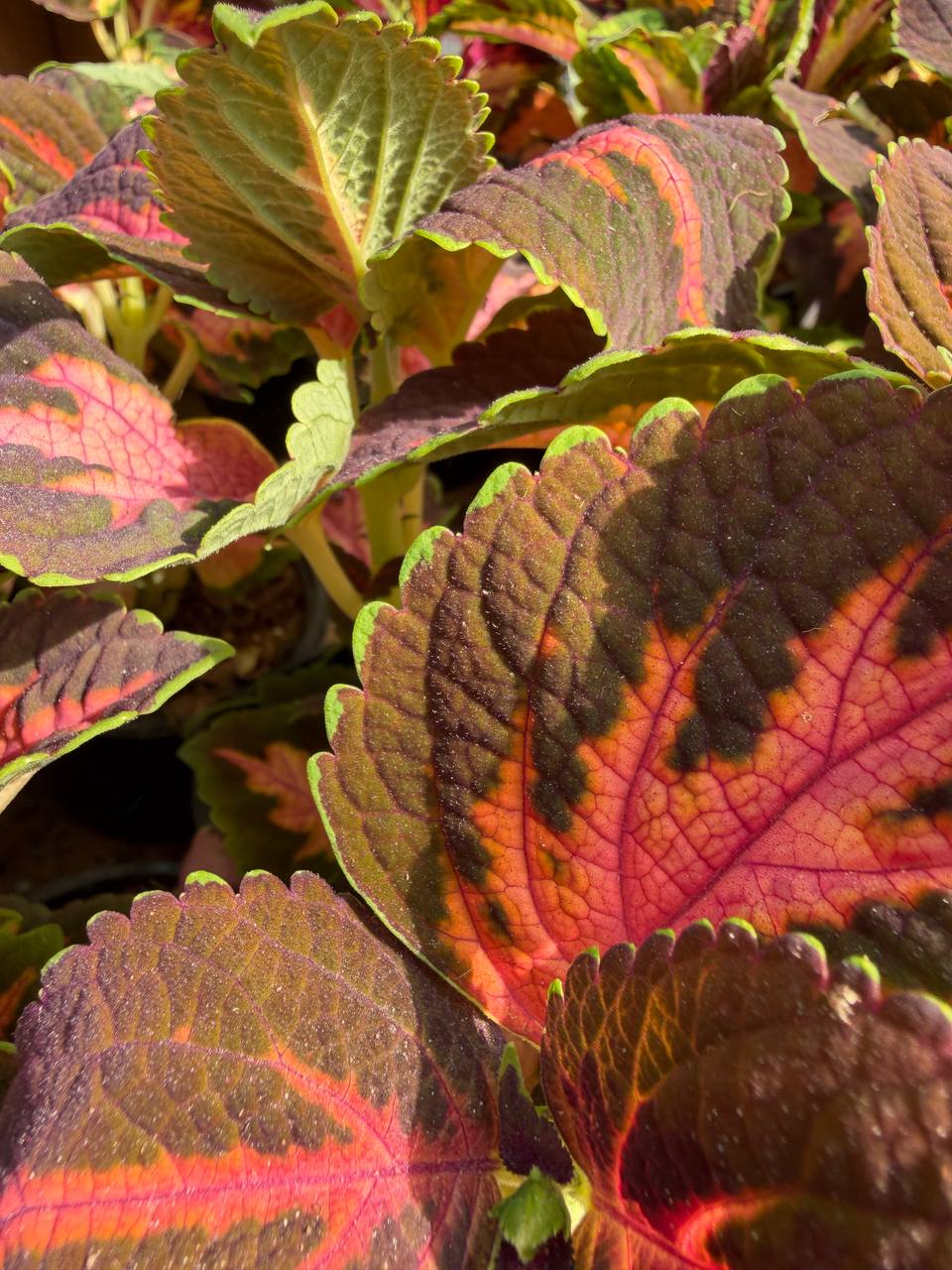 Coleus