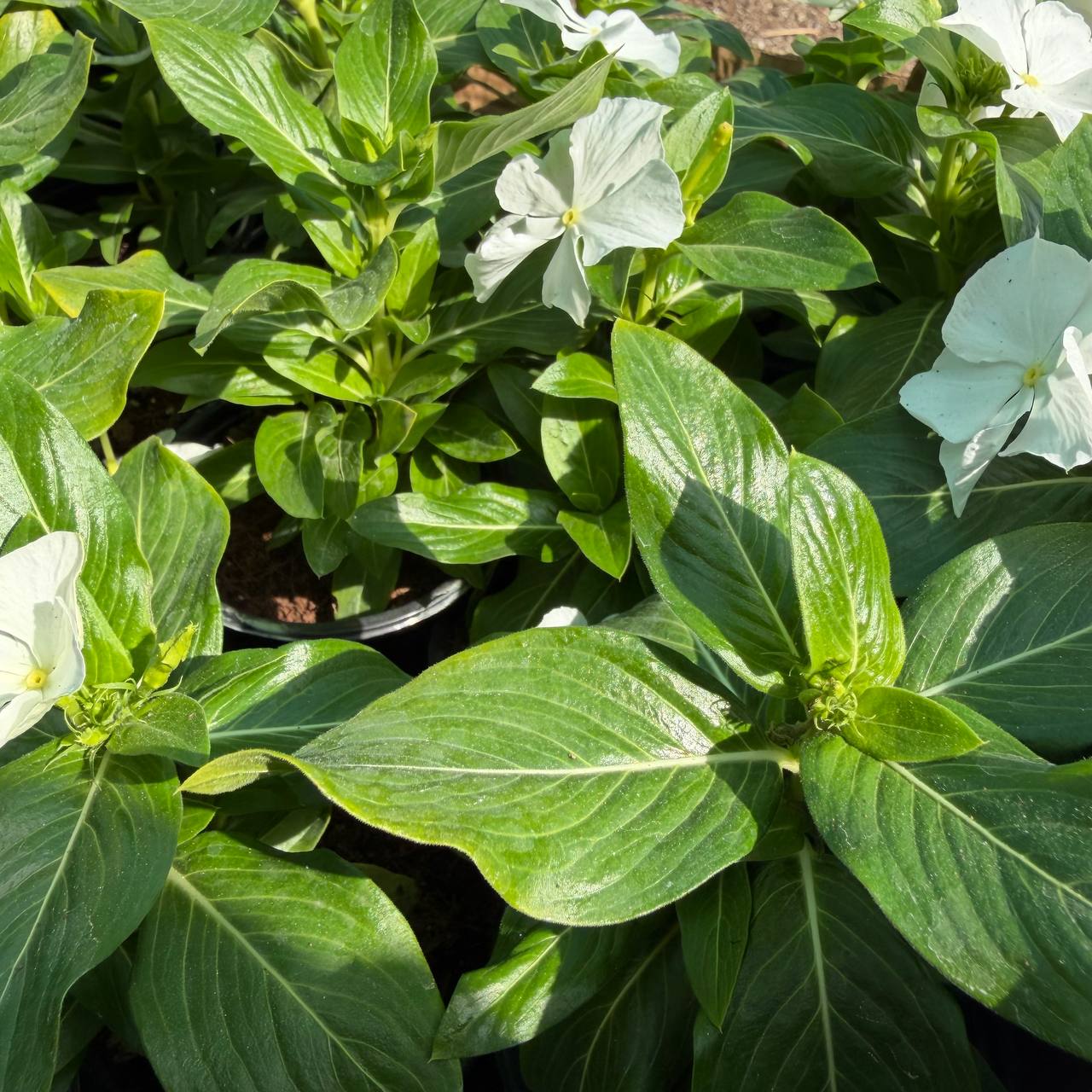 Catharanthus roseus