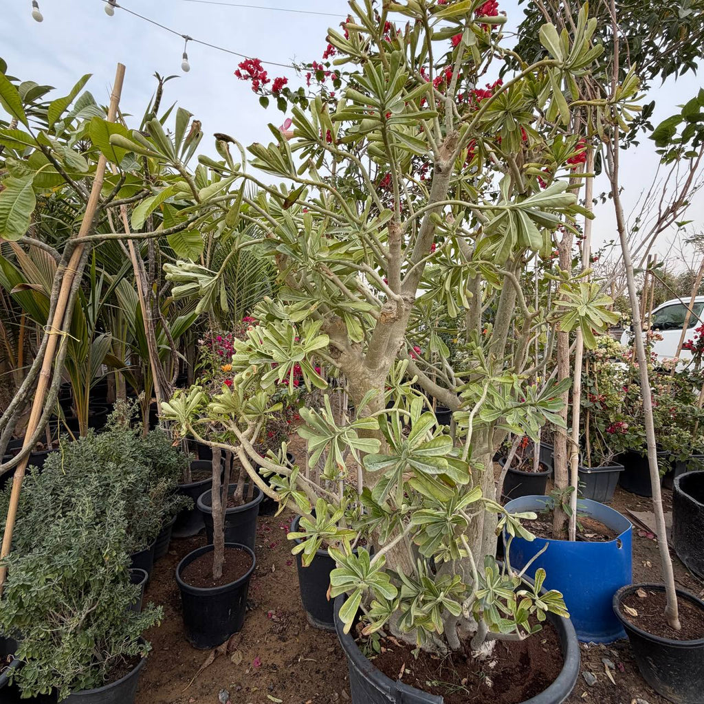 Desert rose
