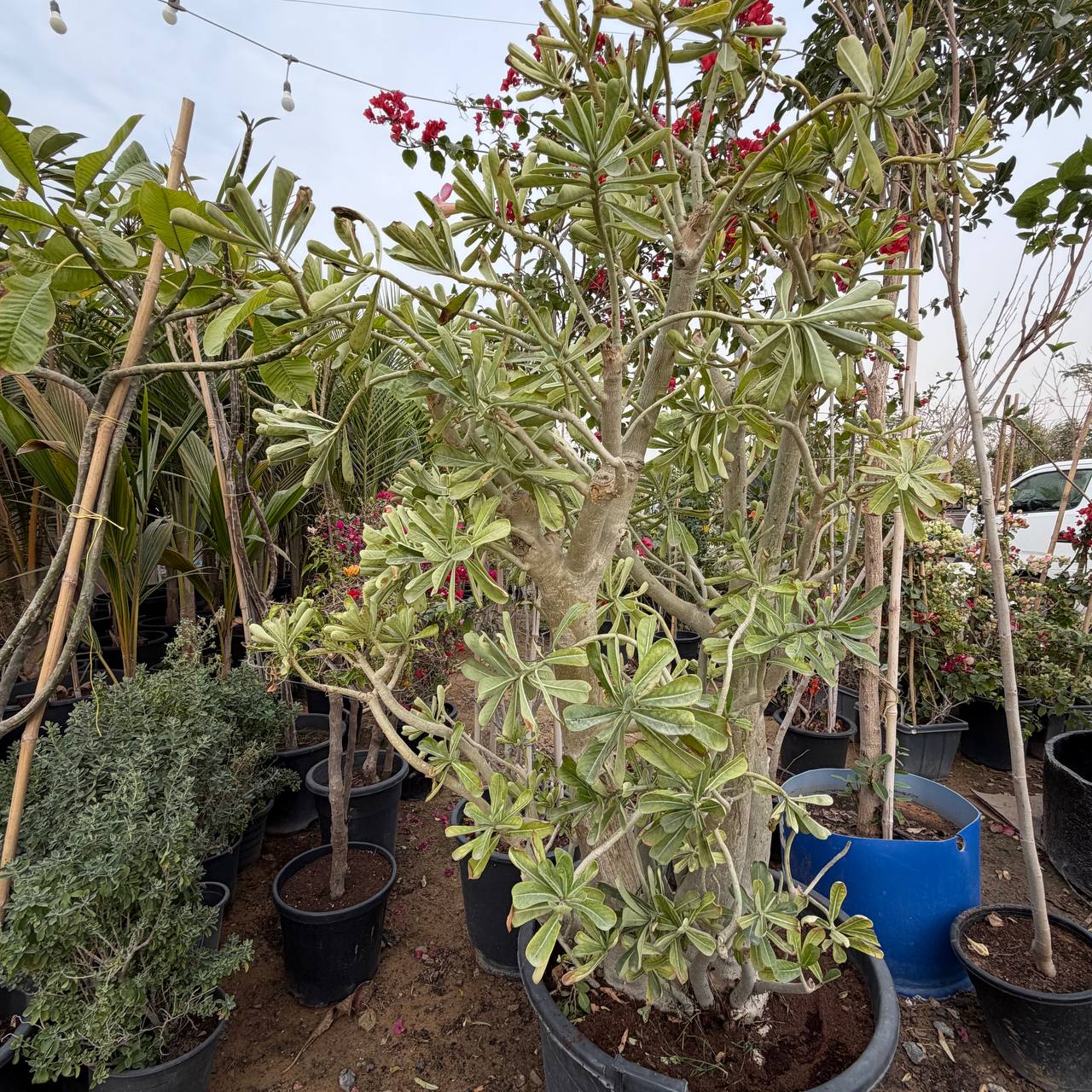 Desert rose