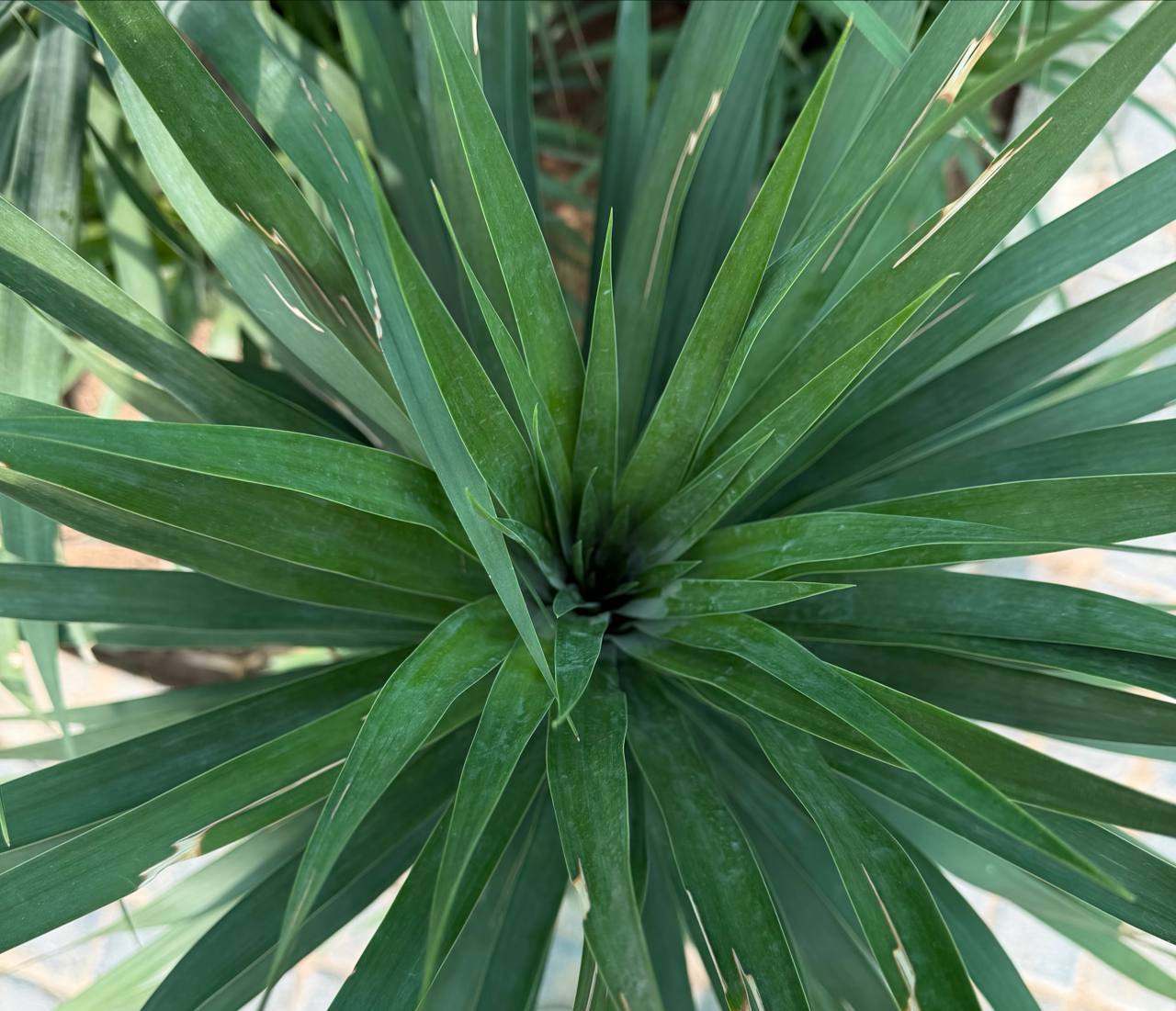 Dracena Draco