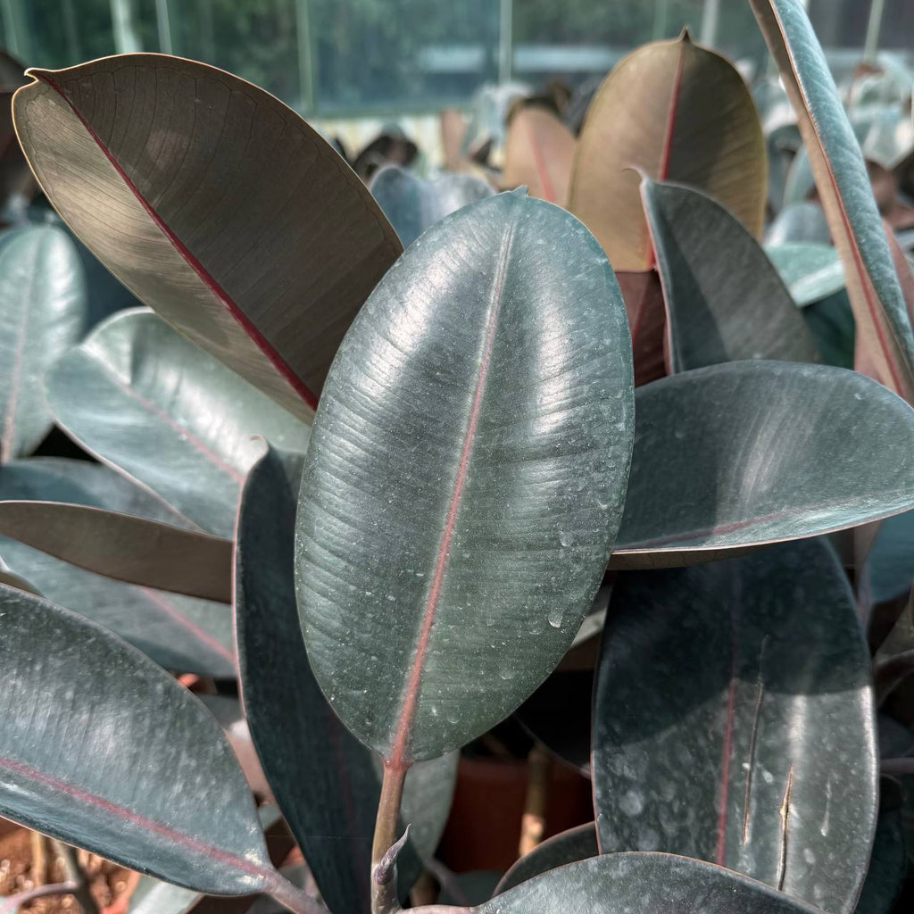 Rubber Plant
