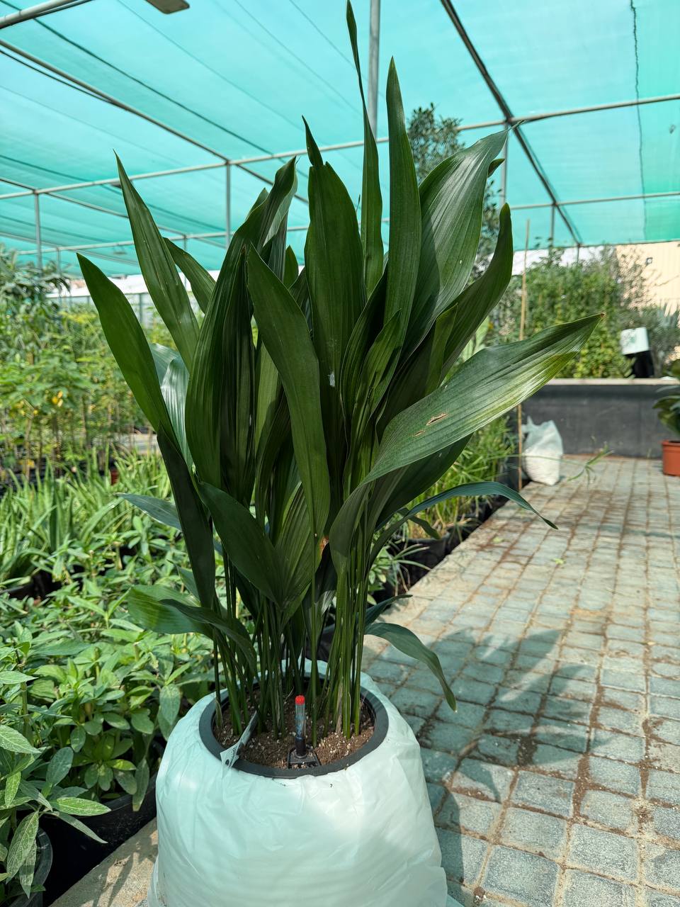 Cast Iron Plant
