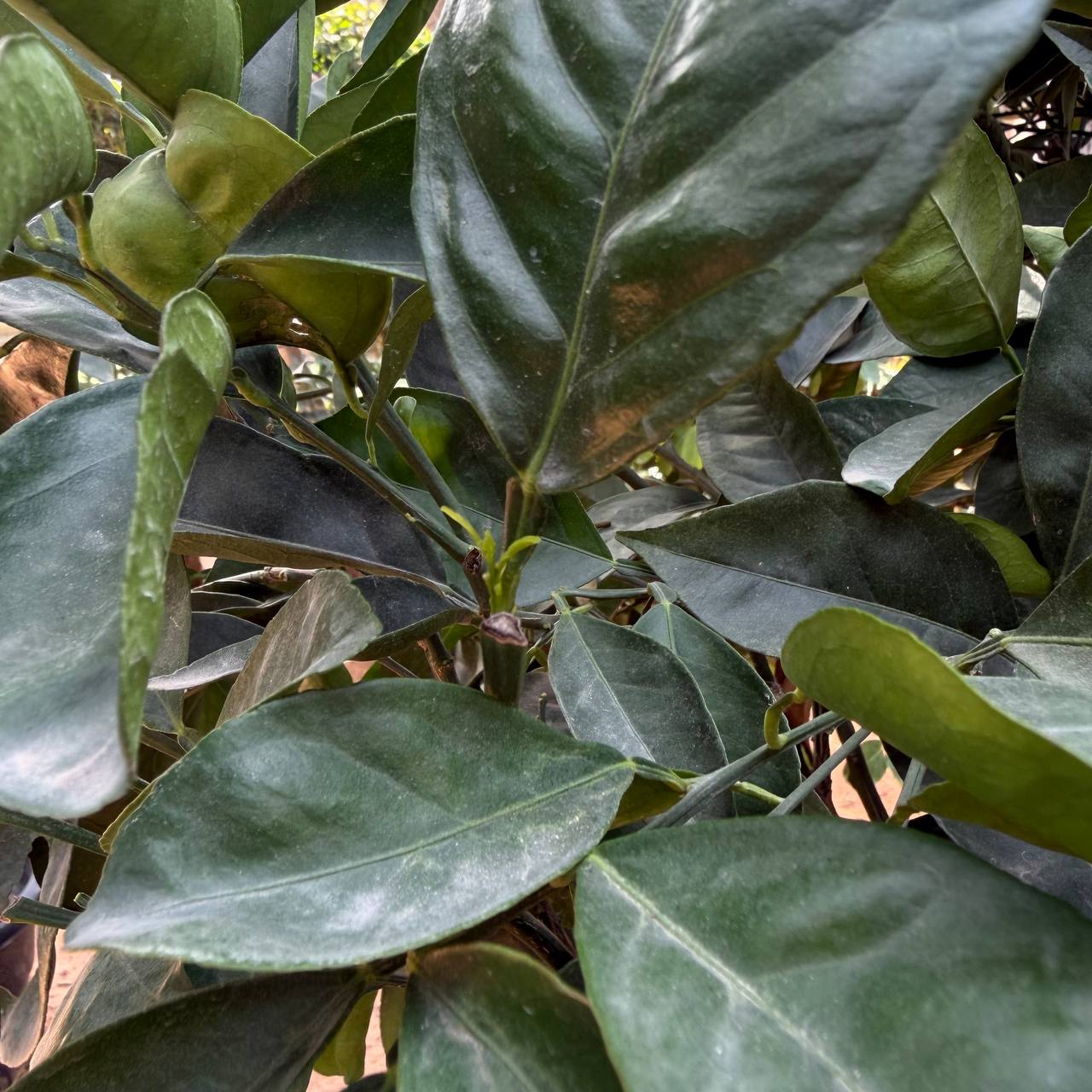 Lemon tree