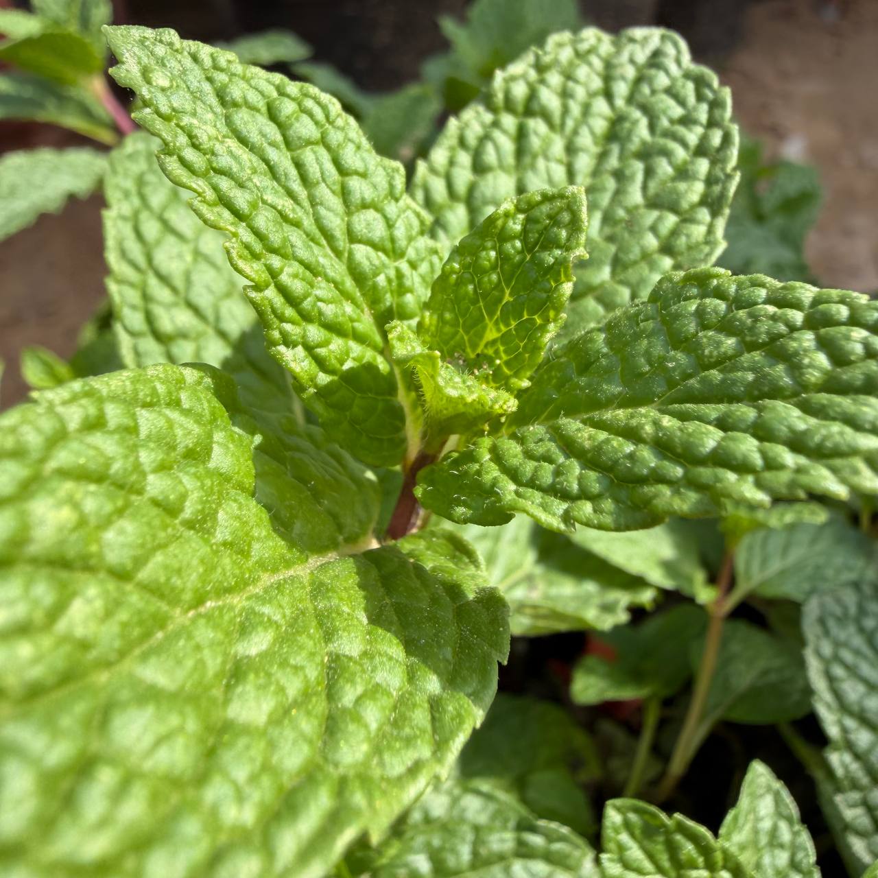 Mint