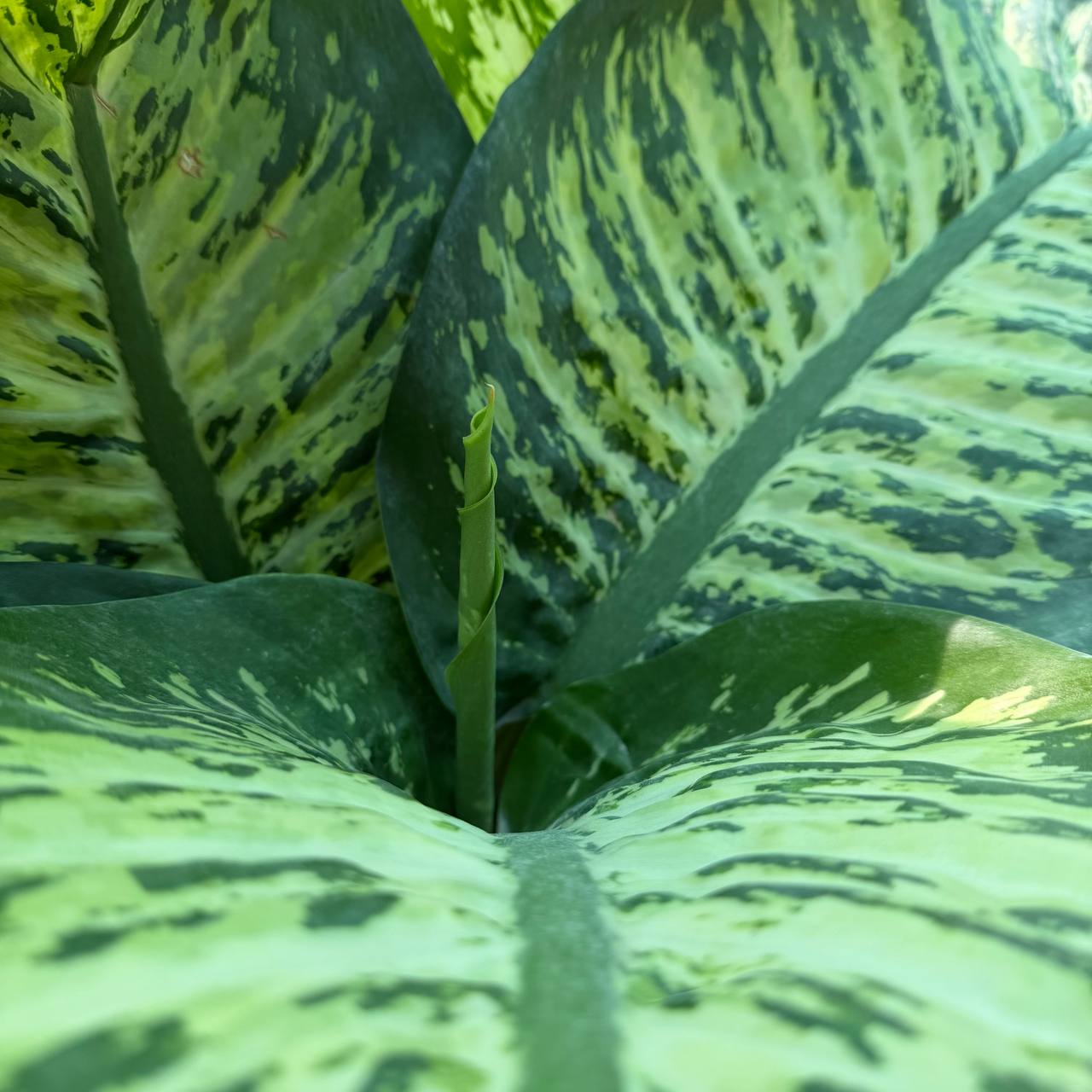 Deponbichia