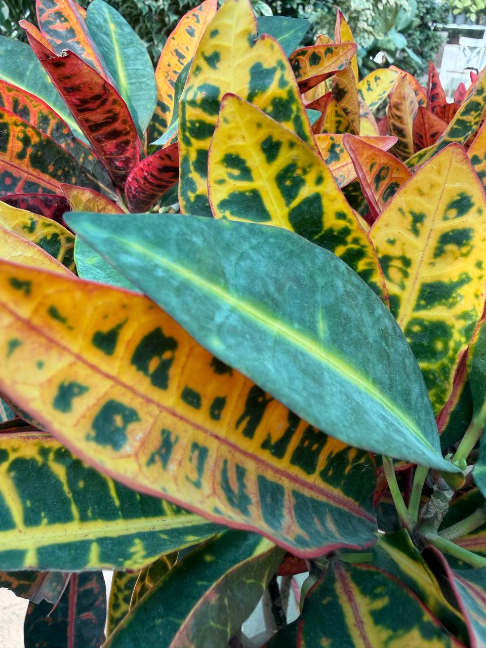 Croton