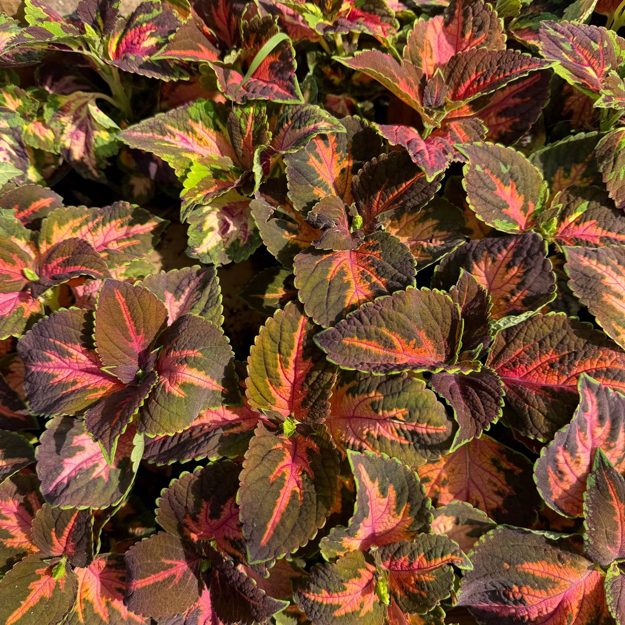 Coleus
