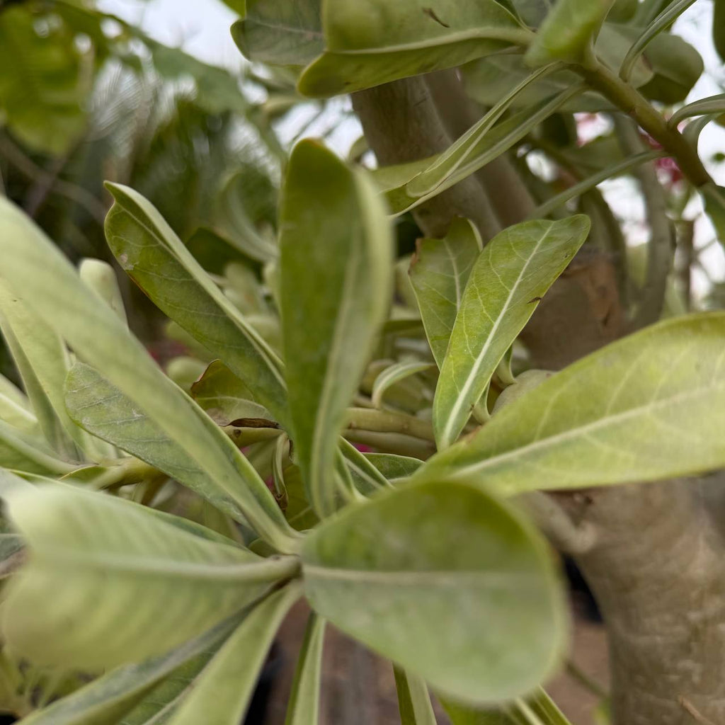 Desert rose