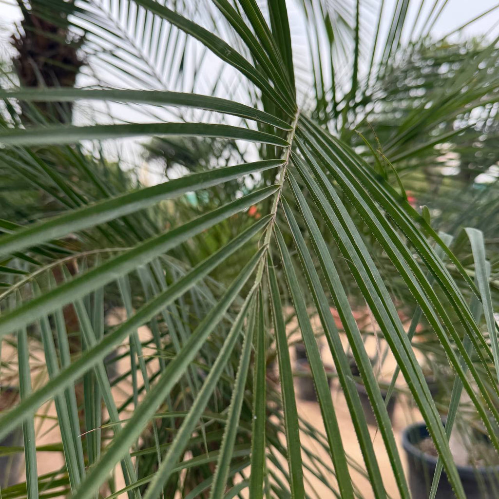 Finics palm