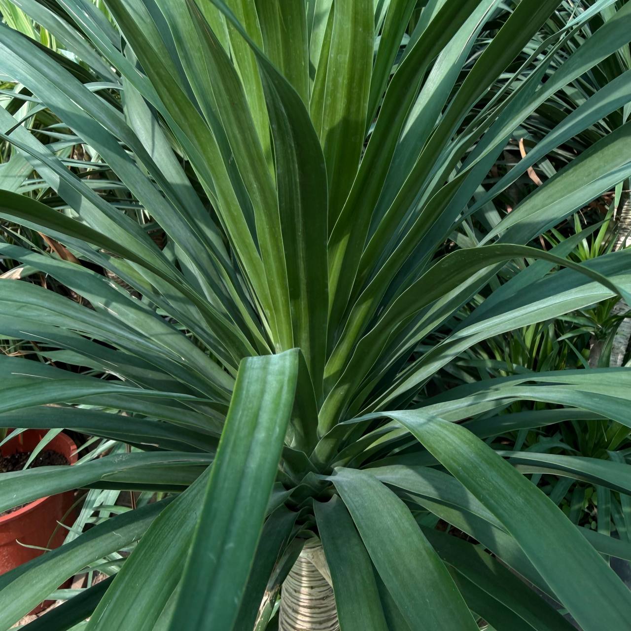Dracena Draco