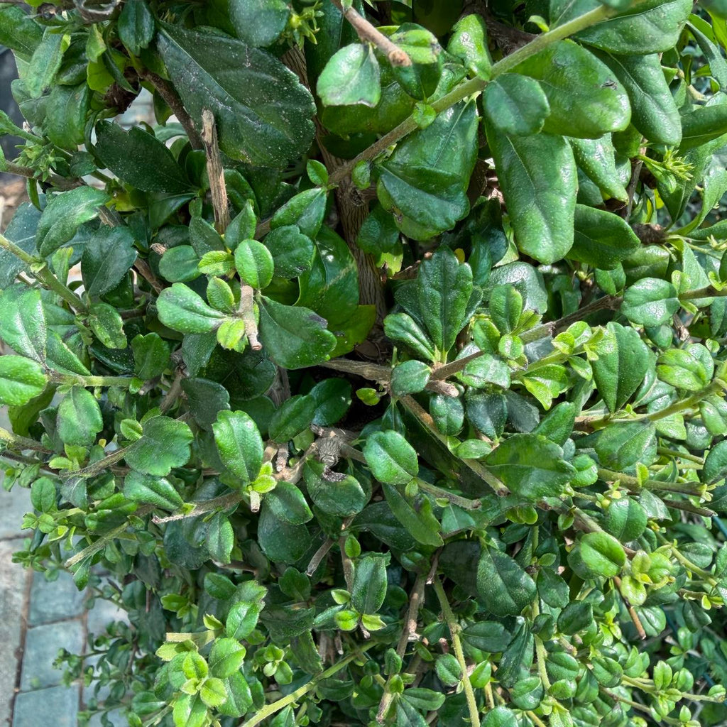 Rubber Plant
