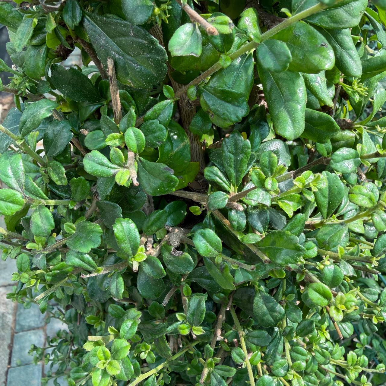 Rubber Plant