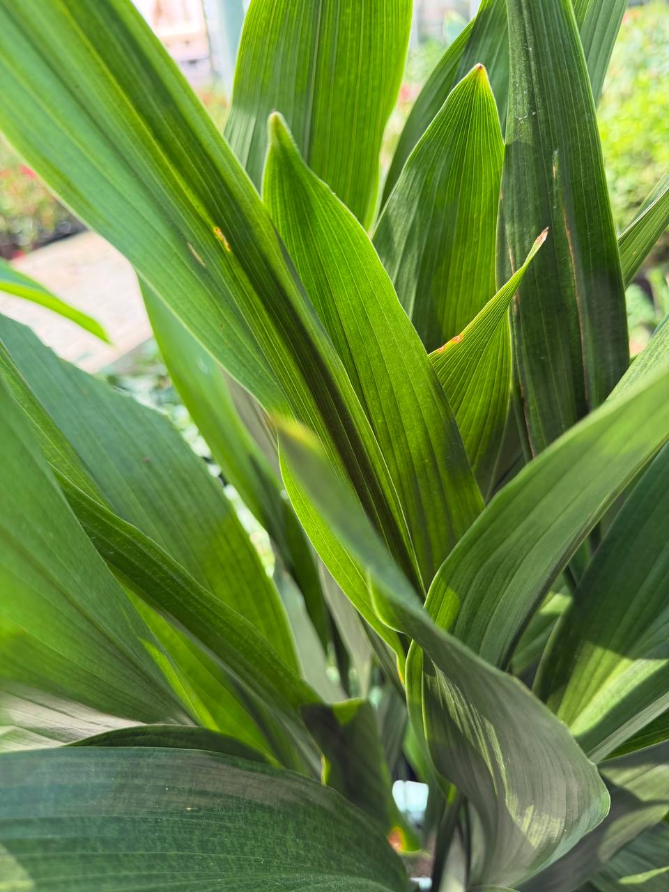 Cast Iron Plant