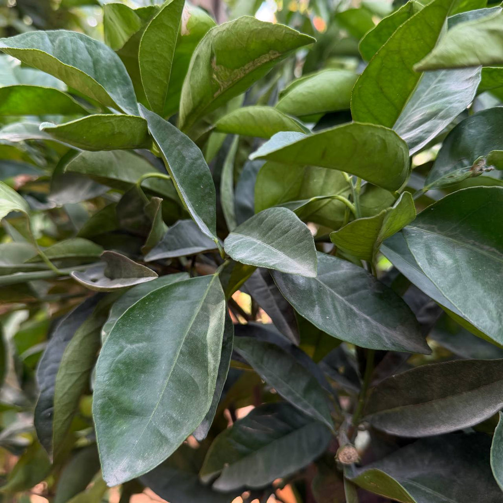 Lemon tree