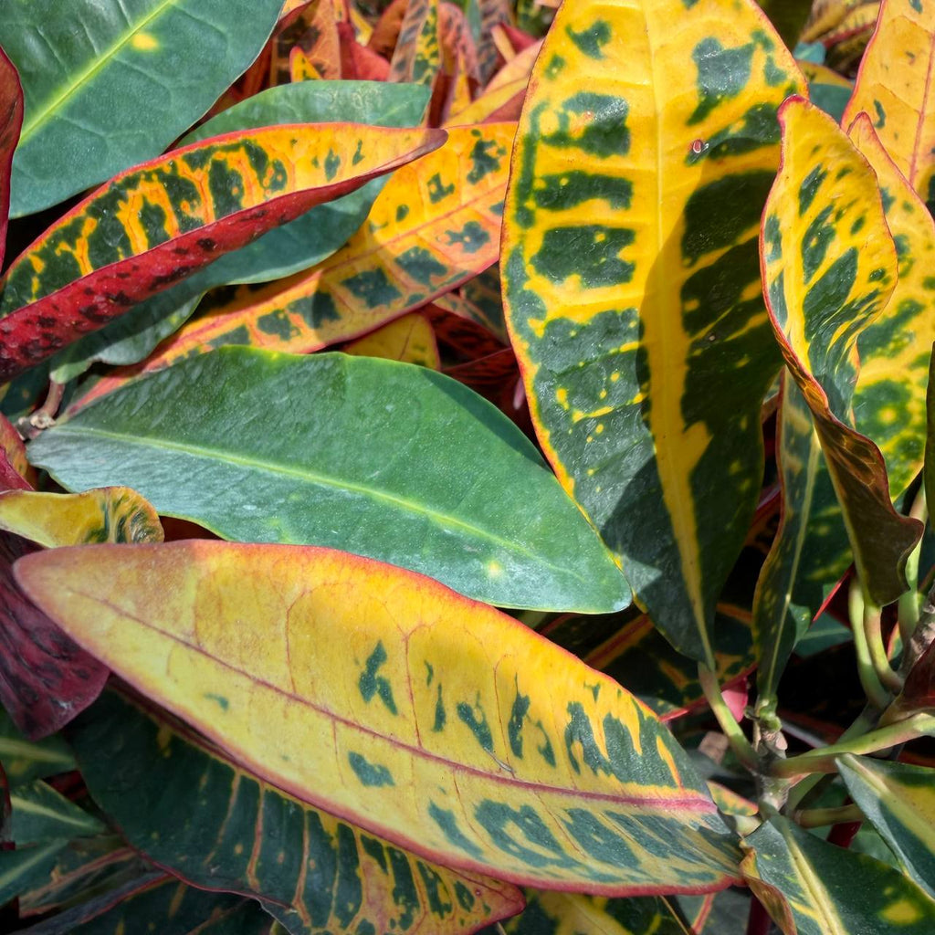 Croton