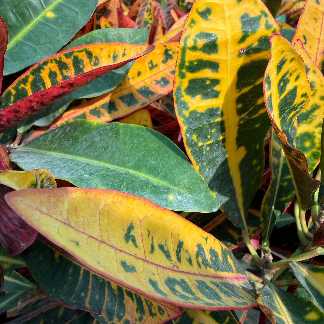 Croton