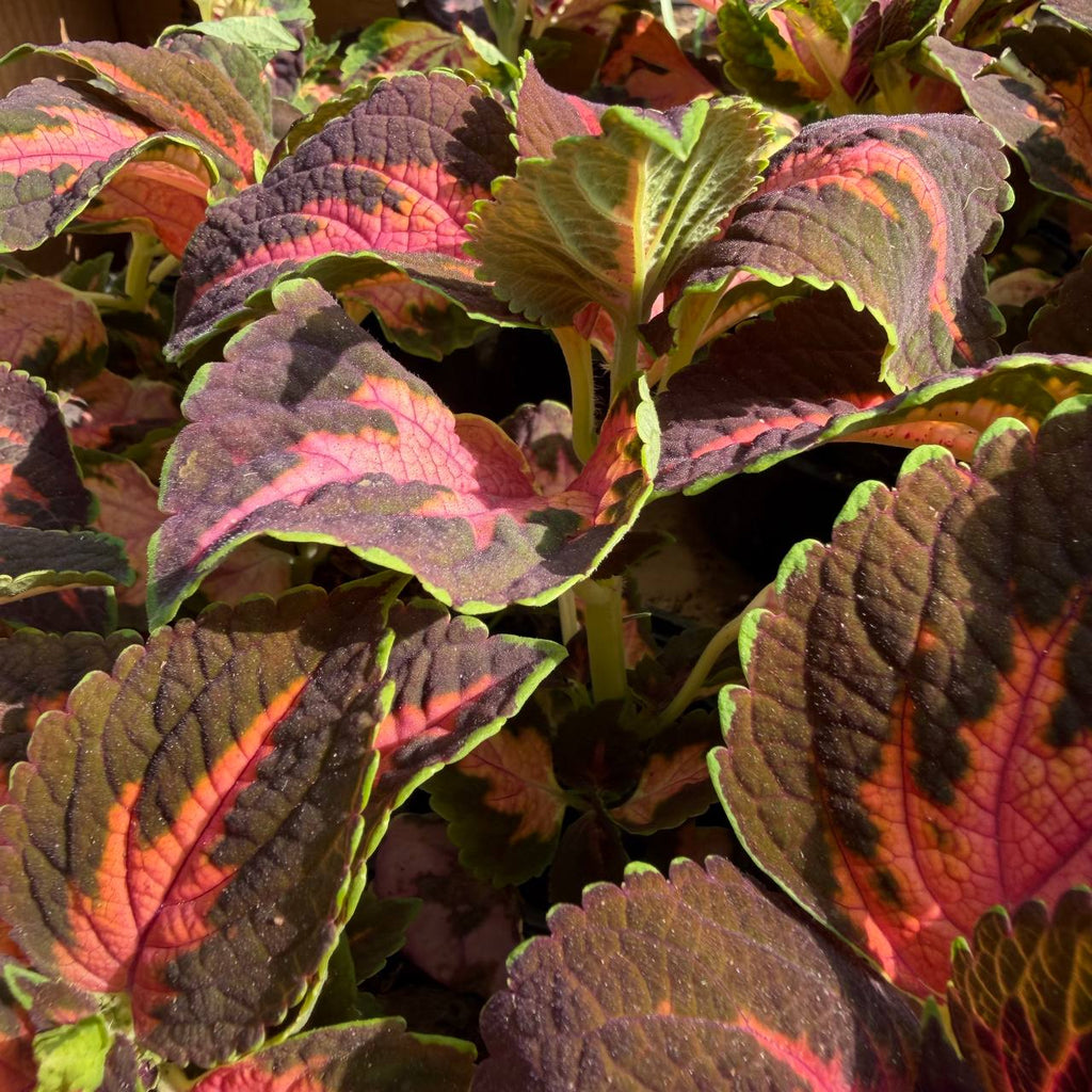 Coleus