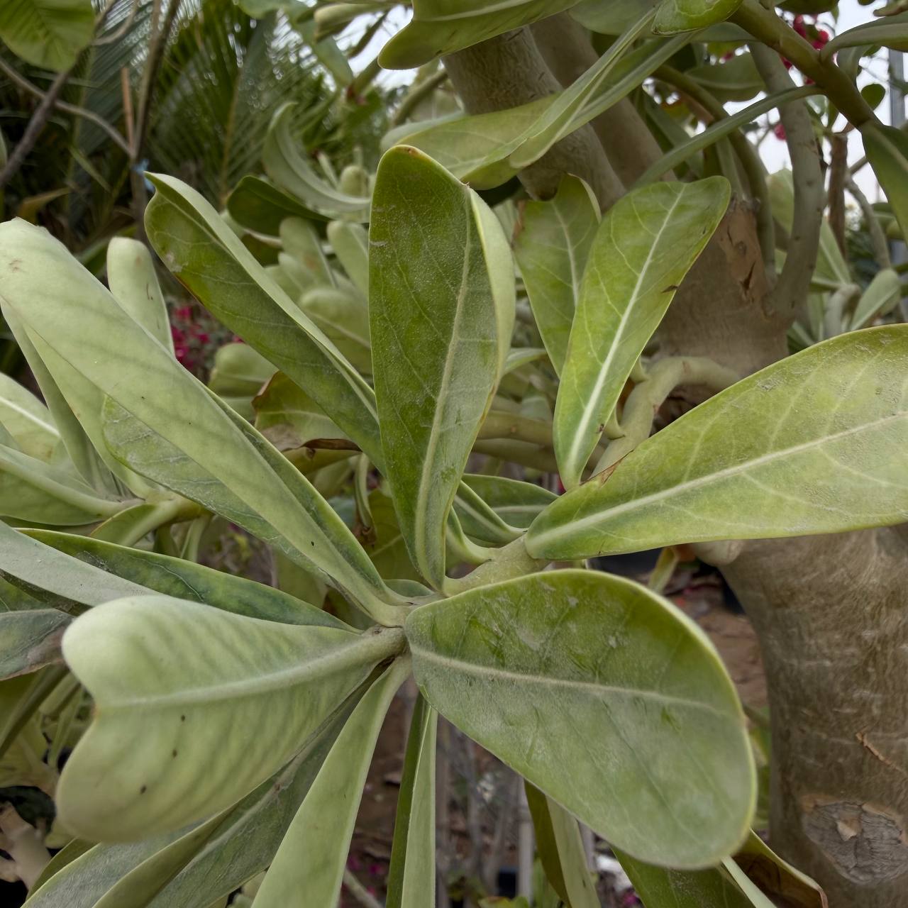 Desert rose