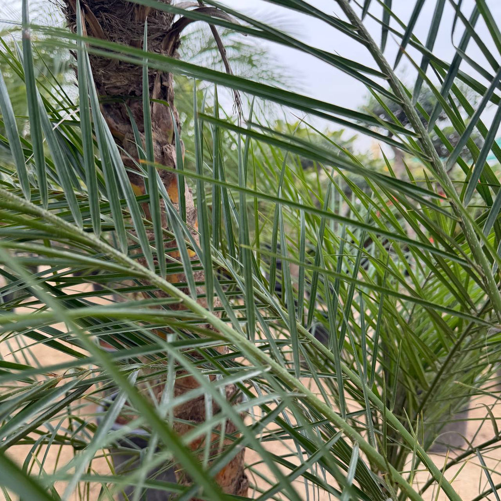 Finics palm