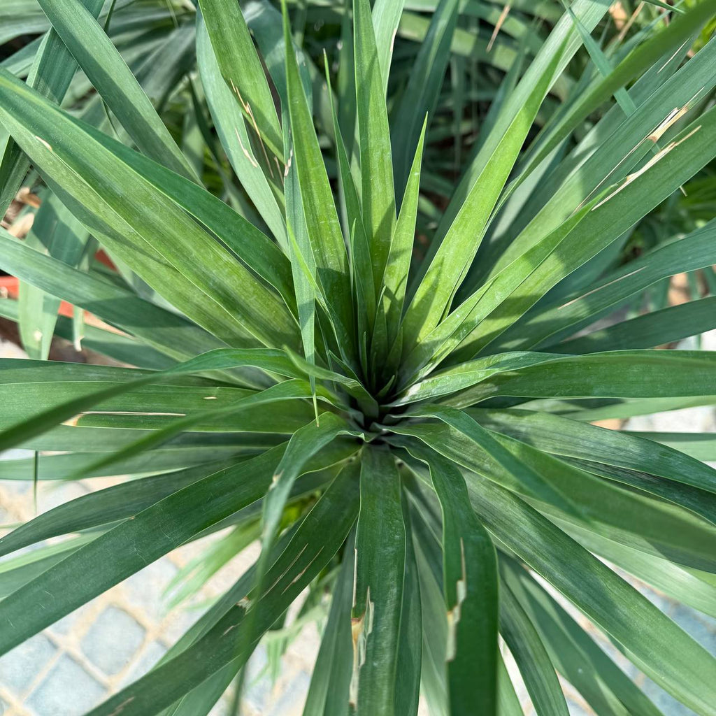 Dracena Draco